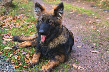 german shepherd puppy