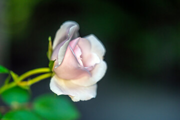 Fototapeta na wymiar Single rose in garden