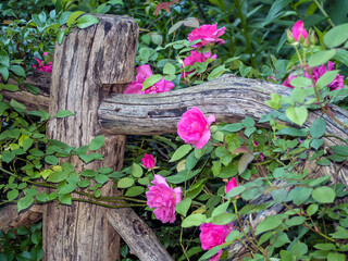 Shakespeare Garden in Central Park