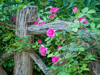 Shakespeare Garden in Central Park