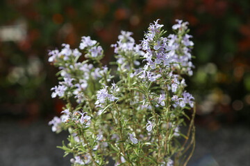 Flowering rosemary plant against floral background