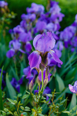 Iris germanica in bloom in summer garden