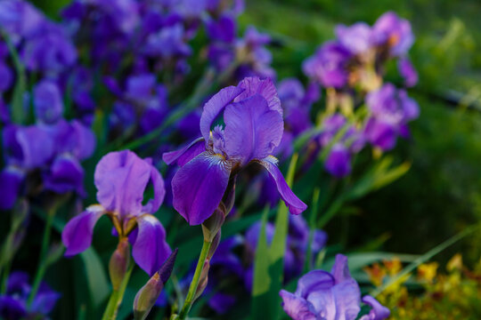 German iris ( lat. Iris germanica ) in bloom. Beautiful flowers of bearded iris in spring garden