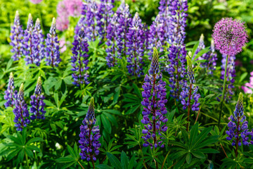 Lupinus albus. Beautiful purple and blue wild flowers of lupinus