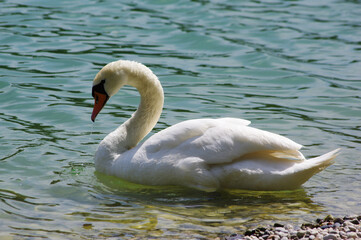 swans on the lake