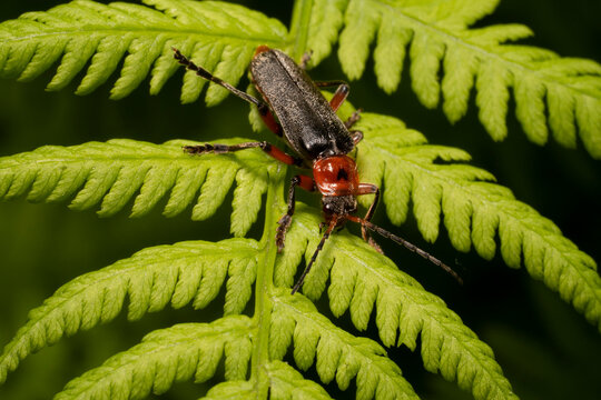 Beetle Cantharis rustica on a fern branch (Pteridium quilinum or common bracken)
