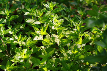 Obraz premium Bright fresh lemon balm leaves as a background.