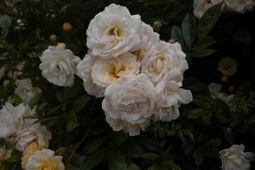 weiße rosen in der Natur