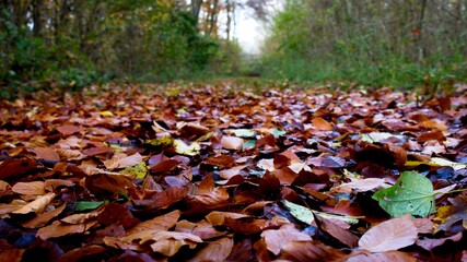 Autumn leaves on the ground