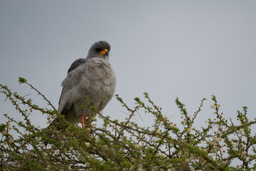 Goshawk eastern pale chanting goshawk or Somali chanting goshawk Melierax poliopterus Dark chanting goshawk Melierax metabates 