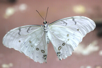 Butterfly just out of Chrysalis with Wet Wings