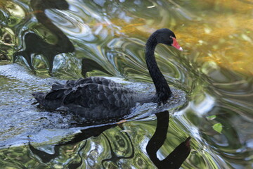 Fototapeta premium Black Swan