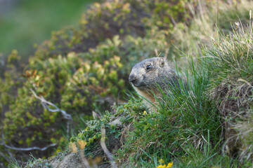 Alpine Marmot Marmota Marmota Switzerland Alps Mountains