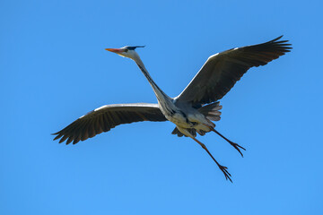 Gray Heron, Southern France, Camargue