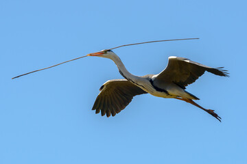 Obraz premium Gray Heron, Southern France, Camargue