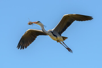 Gray Heron, Southern France, Camargue