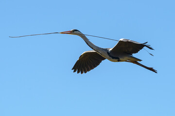 Gray Heron, Southern France, Camargue
