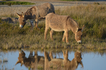 Donkey, Southern France, Camargue