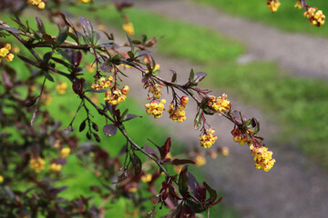 jasmine flowers in the garden after rain