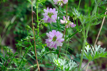 Purple Crown Vetch  flower . Its scientific name is Securigera Varia, native to Africa, Asia and Europe.