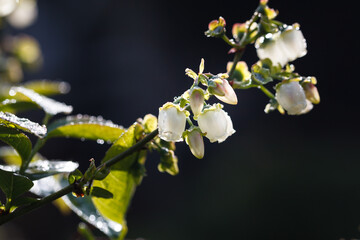 Garden blueberry blossom in the morning sun in the dew.