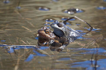 Water frog Pelophylax and Bufo Bufo in mountain lake with beautiful reflection of eyes Spring Mating
