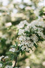 Beautiful blooming Vanhoutte Spirea, Small white flowers in sumptuous clusters. Tree with White Little Blossoms, bright nature background
