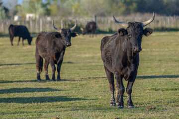 Black Bull, Southern France, Camargue
