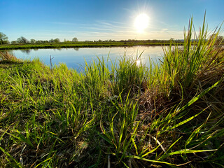 Wild Green Grass plants near a pond on sunset. Russia, near Vladimir city