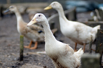 Naklejka na ściany i meble white duck in the animal husbandry