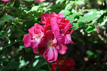 wrinkled rose flower on a bush with green leaves