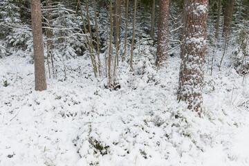 Snow covered trees and grass. Close view of pine forest. High key.