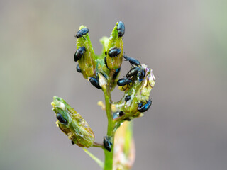 Infestation with Flea Beetles on Arugula plant