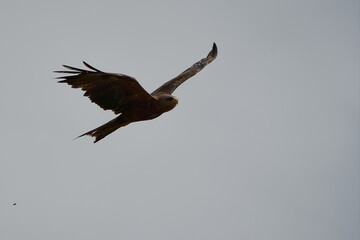 Black kite Portrait Milvus Milvus Ngorongoro Crater 