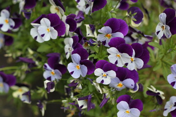 purple and white wild pansy flowers