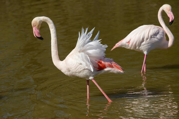 Pink Flamingo, Southern France, Camargue