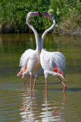 Pink Flamingo, Southern France, Camargue
