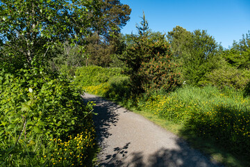 Fototapeta na wymiar path in the park with dense green foliage on both sides and tiny yellow flowers blooming among the bushes under the sun 