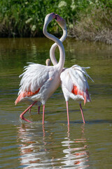 Pink Flamingo, Southern France, Camargue