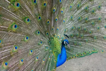 Fotobehang peacock with feathers © emanuele7100
