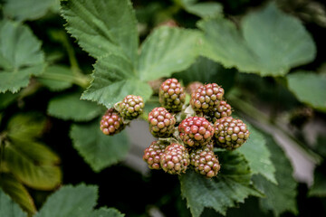 blackberries ripening on the branch
