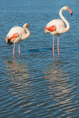 Pink Flamingo, Southern France, Camargue