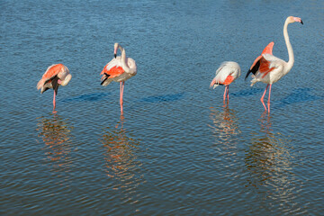 Pink Flamingo, Southern France, Camargue