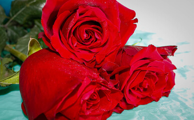 Three red roses in drops on a bright turquoise background.