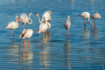 Pink Flamingo, Southern France, Camargue