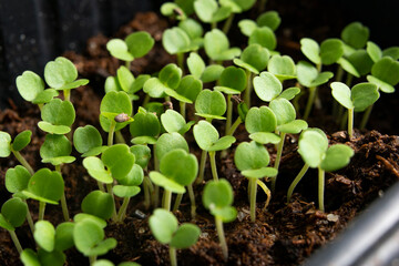 Microgreen close-up. Spinach sprouts grow at home.