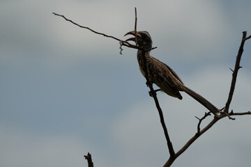  African grey hornbill Lophoceros nasutus tropical near passerine birds found in the Old World. Africa. Portrait with food insect