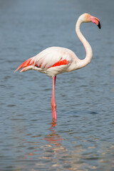 Obraz premium Pink Flamingo, Southern France, Camargue
