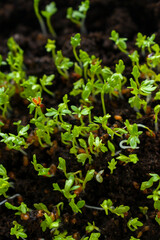Microgreen close-up. Sprouts of watercress grow at home.