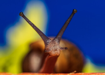 snail on a leaf